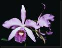 Lc Canhamiana 'Azure Sky' * Omar Eduardo Rocha * Omar Eduardo Rocha
